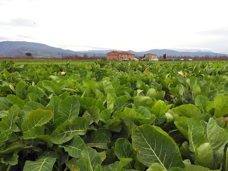 Campo di cavoli