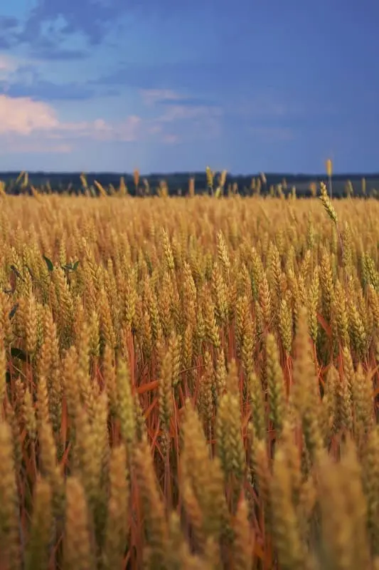 Campo di grano