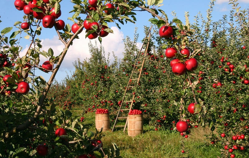 frutteto di mele